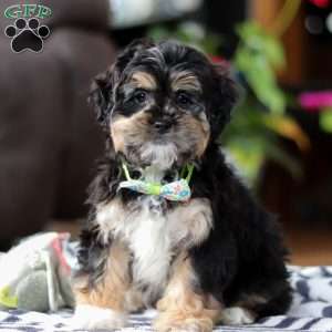 Titus, Shih-Poo Puppy